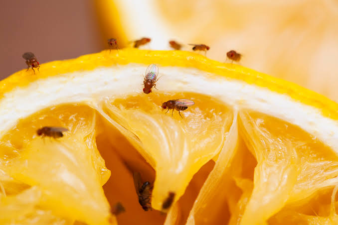 كيف تتخلصي من ذباب الفاكهة في منزلك؟! 